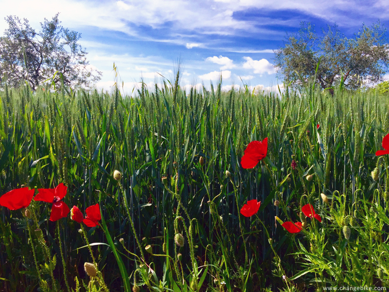 italy bike tours changebike assis